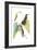 Delicate Hummingbird II-Vision Studio-Framed Art Print