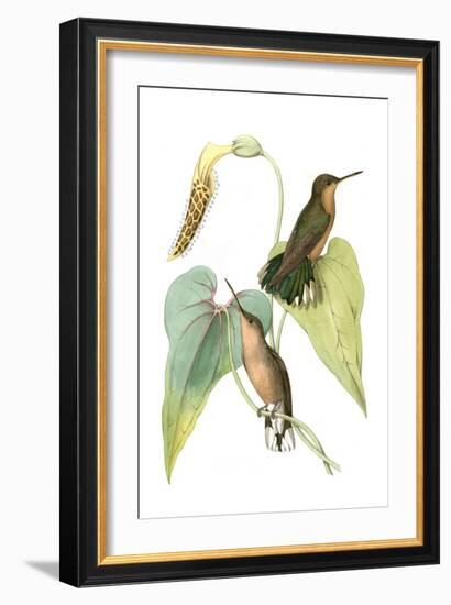 Delicate Hummingbird II-Vision Studio-Framed Art Print