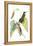 Delicate Hummingbird II-Vision Studio-Framed Stretched Canvas