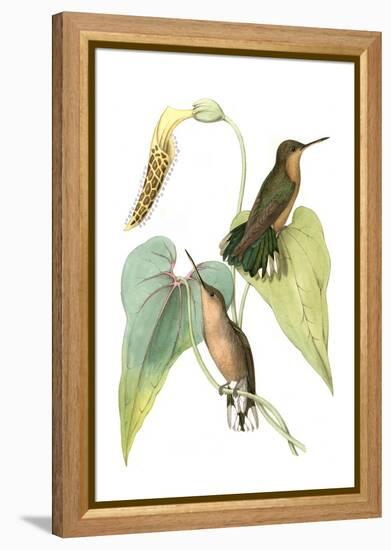 Delicate Hummingbird II-Vision Studio-Framed Stretched Canvas