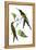 Delicate Hummingbird III-Vision Studio-Framed Stretched Canvas