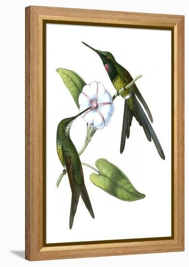 Delicate Hummingbird III-Vision Studio-Framed Stretched Canvas