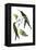 Delicate Hummingbird III-Vision Studio-Framed Stretched Canvas