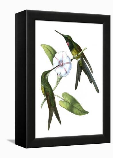 Delicate Hummingbird III-Vision Studio-Framed Stretched Canvas