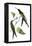 Delicate Hummingbird III-Vision Studio-Framed Stretched Canvas