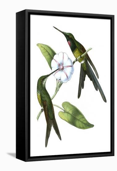 Delicate Hummingbird III-Vision Studio-Framed Stretched Canvas