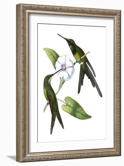 Delicate Hummingbird III-Vision Studio-Framed Art Print