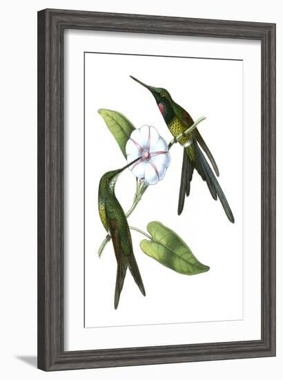 Delicate Hummingbird III-Vision Studio-Framed Art Print