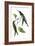 Delicate Hummingbird III-Vision Studio-Framed Art Print