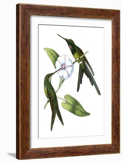 Delicate Hummingbird III-Vision Studio-Framed Art Print