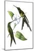 Delicate Hummingbird III-Vision Studio-Mounted Art Print