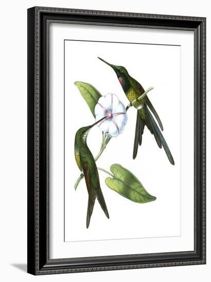 Delicate Hummingbird III-Vision Studio-Framed Art Print
