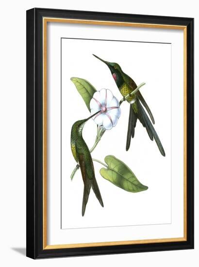 Delicate Hummingbird III-Vision Studio-Framed Art Print