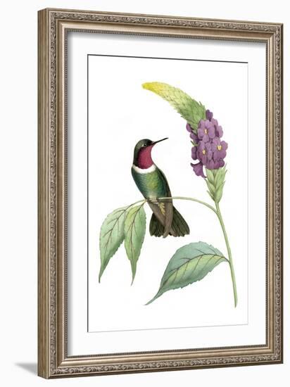 Delicate Hummingbird IV-Vision Studio-Framed Art Print