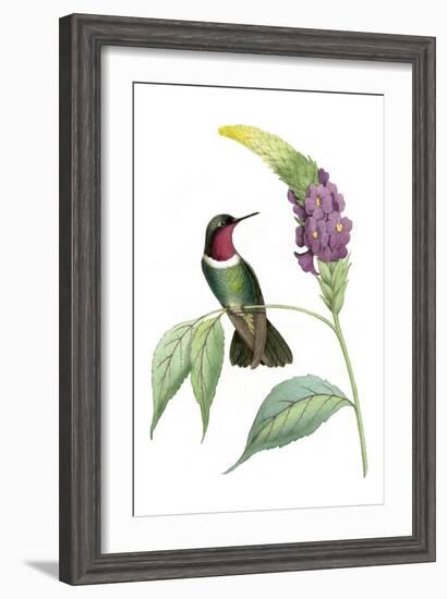 Delicate Hummingbird IV-Vision Studio-Framed Art Print