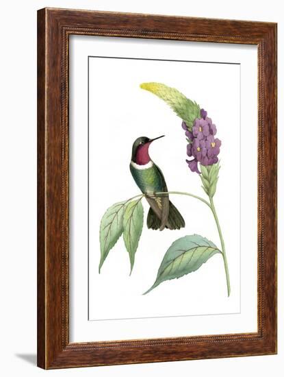 Delicate Hummingbird IV-Vision Studio-Framed Art Print