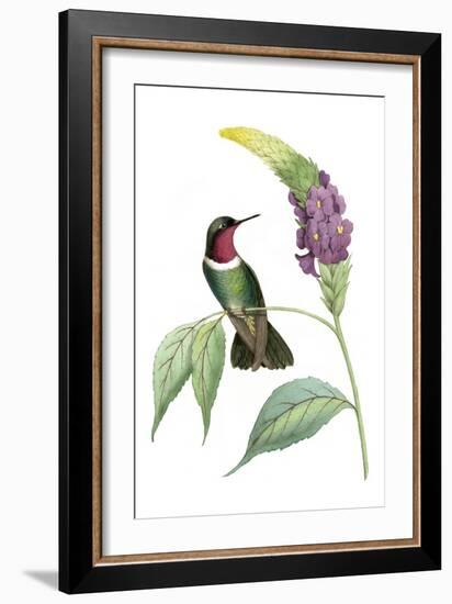 Delicate Hummingbird IV-Vision Studio-Framed Art Print