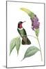 Delicate Hummingbird IV-Vision Studio-Mounted Art Print