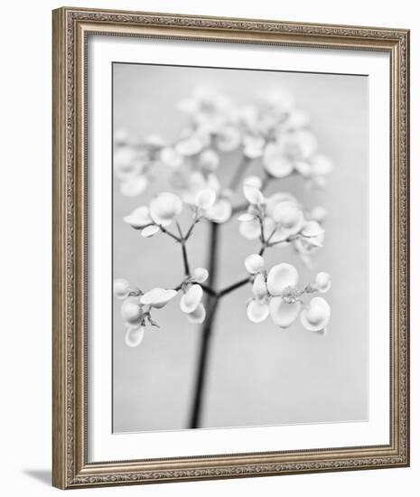 Delicate II-Irene Suchocki-Framed Giclee Print