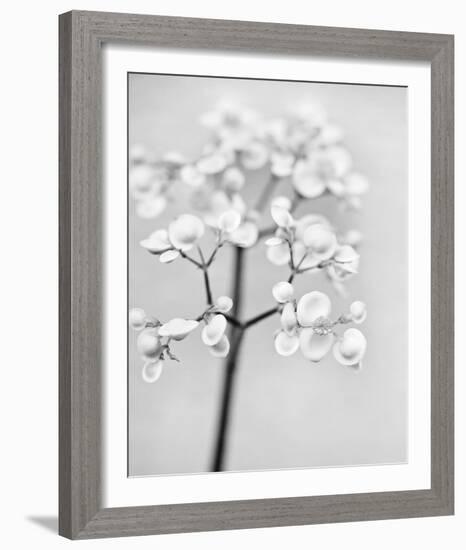 Delicate II-Irene Suchocki-Framed Giclee Print