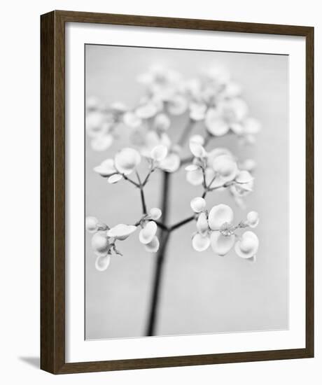 Delicate II-Irene Suchocki-Framed Giclee Print