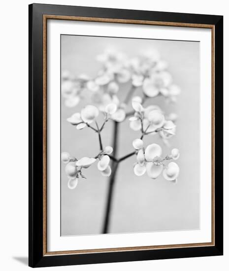 Delicate II-Irene Suchocki-Framed Giclee Print