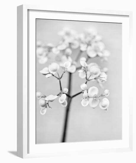 Delicate II-Irene Suchocki-Framed Giclee Print