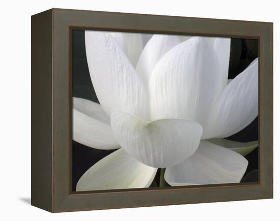 Delicate Lotus V-Jim Christensen-Framed Stretched Canvas