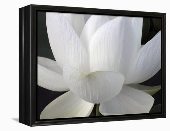 Delicate Lotus V-Jim Christensen-Framed Stretched Canvas