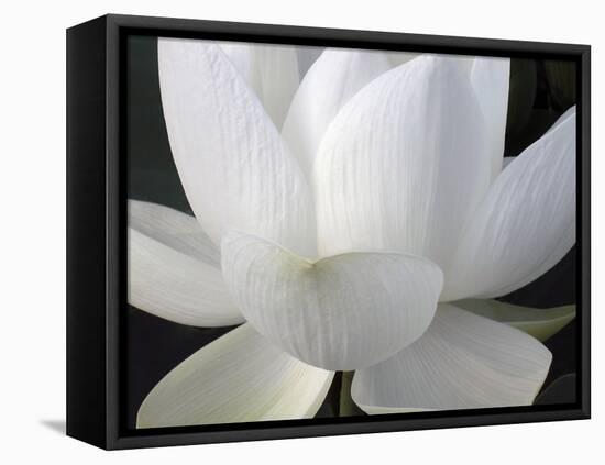 Delicate Lotus V-Jim Christensen-Framed Stretched Canvas