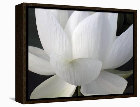Delicate Lotus V-Jim Christensen-Framed Stretched Canvas