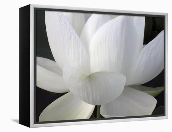 Delicate Lotus V-Jim Christensen-Framed Stretched Canvas