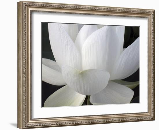 Delicate Lotus V-Jim Christensen-Framed Art Print