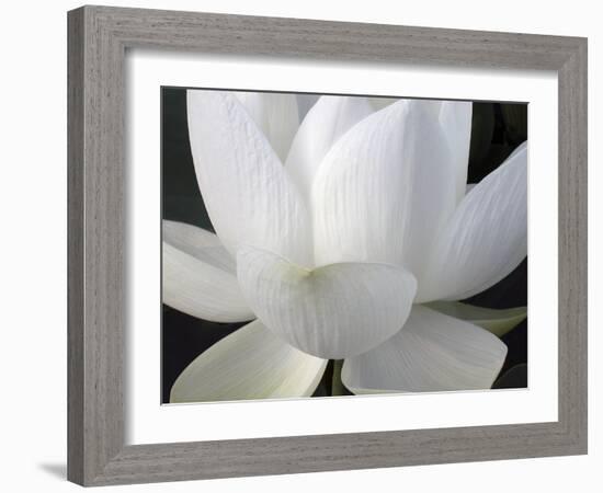 Delicate Lotus V-Jim Christensen-Framed Art Print