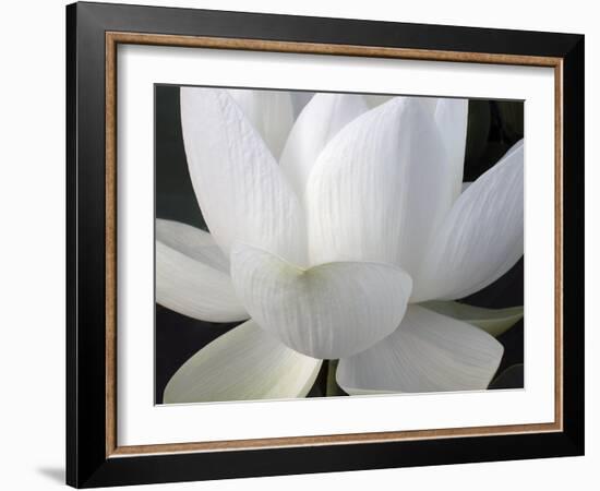 Delicate Lotus V-Jim Christensen-Framed Art Print