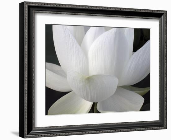 Delicate Lotus V-Jim Christensen-Framed Art Print