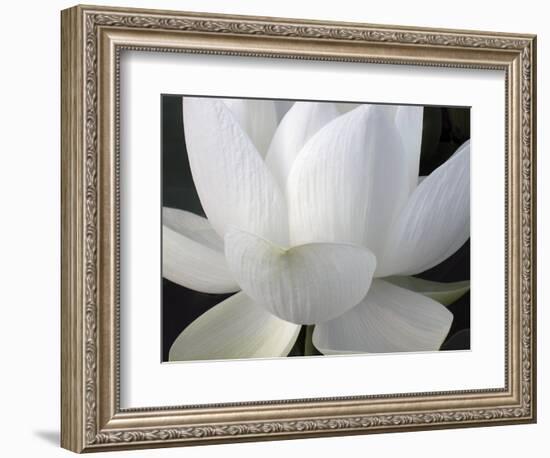 Delicate Lotus V-Jim Christensen-Framed Art Print