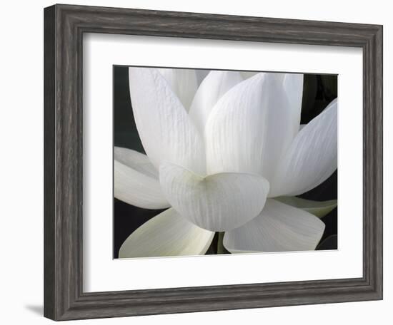 Delicate Lotus V-Jim Christensen-Framed Art Print