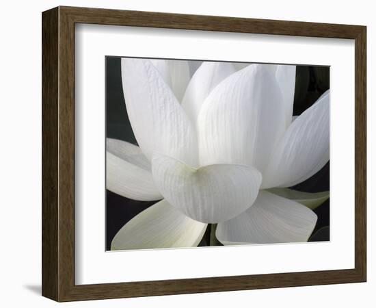 Delicate Lotus V-Jim Christensen-Framed Art Print