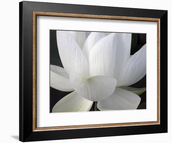 Delicate Lotus V-Jim Christensen-Framed Art Print