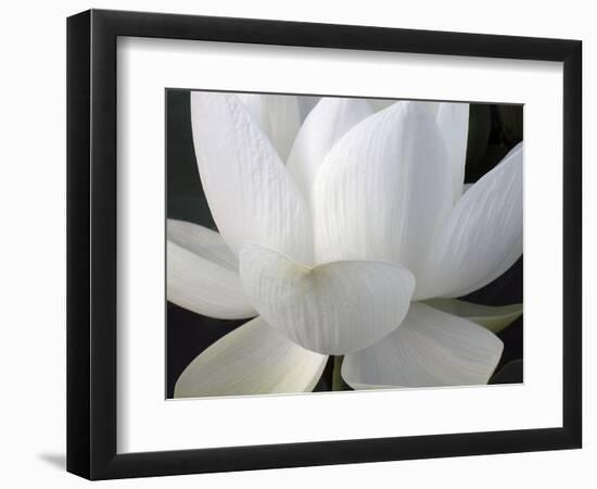 Delicate Lotus V-Jim Christensen-Framed Art Print