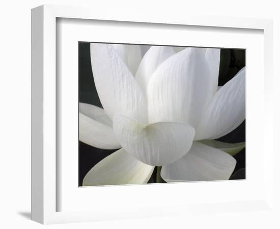 Delicate Lotus V-Jim Christensen-Framed Art Print