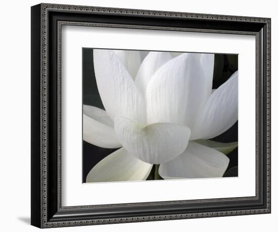 Delicate Lotus V-Jim Christensen-Framed Art Print