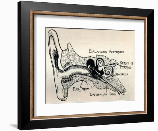 'Delicate Mechanism of the Ear', c1934-Unknown-Framed Giclee Print