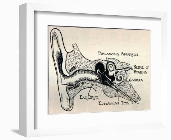 'Delicate Mechanism of the Ear', c1934-Unknown-Framed Giclee Print