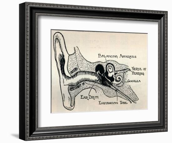 'Delicate Mechanism of the Ear', c1934-Unknown-Framed Giclee Print