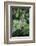 Délicate Nature-Viviane Fedieu Daniel-Framed Photographic Print