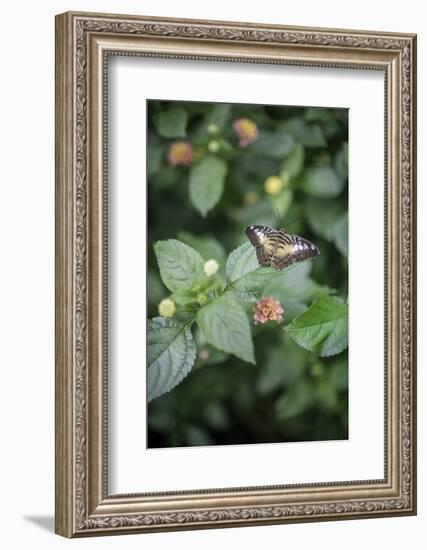 Délicate Nature-Viviane Fedieu Daniel-Framed Photographic Print