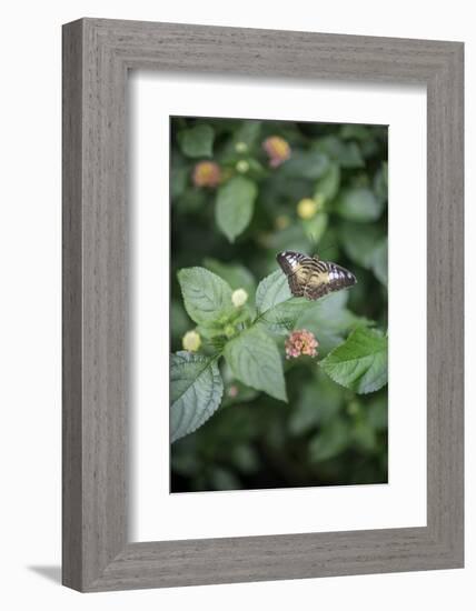 Délicate Nature-Viviane Fedieu Daniel-Framed Photographic Print