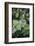 Délicate Nature-Viviane Fedieu Daniel-Framed Photographic Print